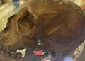 Encuentran un cráneo humano en venta en una tienda de antigüedades en EE.UU.