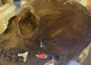 Encuentran un cráneo humano en venta en una tienda de antigüedades en EE.UU.