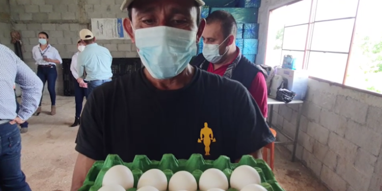 Entregan 14 mil gallinas a productores de huevos afectados