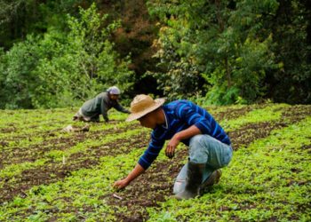 Entregan semillas a agricultores quienes han sido afectados por las lluvias