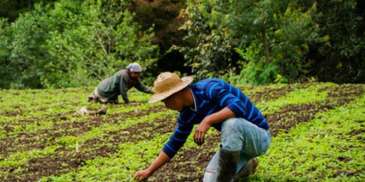 Entregan semillas a agricultores quienes han sido afectados por las lluvias