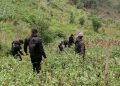Erradican plantación de 39 mil matas de amapola.en San Marcos