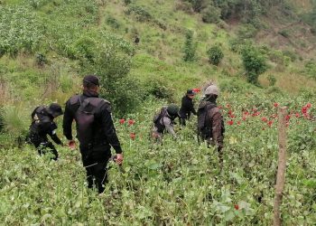 Erradican plantación de 39 mil matas de amapola.en San Marcos