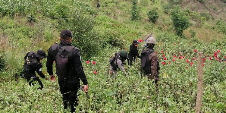 Erradican plantación de 39 mil matas de amapola.en San Marcos