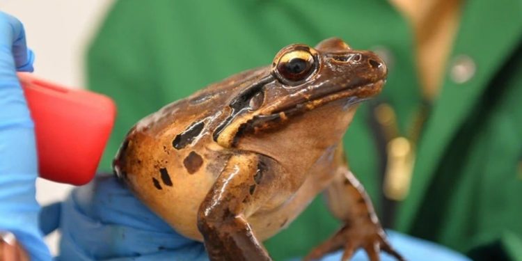 Esta es la extinción más rápida jamás registrada