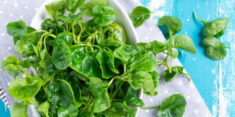 Esta es la verdura más saludable, que ayuda a todo el organismo y puede proteger del cáncer