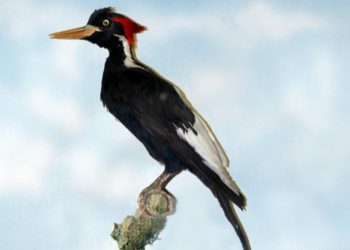 Estados Unidos declara extintas a 23 especies de animales