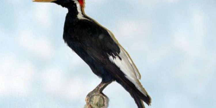 Estados Unidos declara extintas a 23 especies de animales