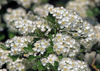 Estas plantas medicinales sí­ curan de verdad