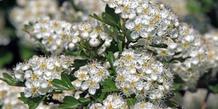 Estas plantas medicinales sí­ curan de verdad