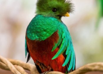Este 5 de septiembre se conmemora el dí­a del Quetzal