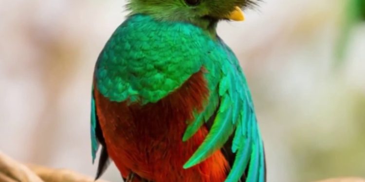 Este 5 de septiembre se conmemora el dí­a del Quetzal