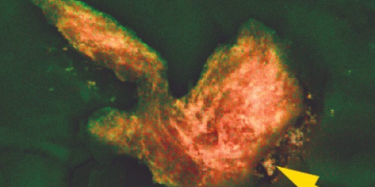 Este sería el secreto por el que se generan pepitas de oro gigantes