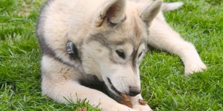 Estudio establece cuántas veces al día deben comer los perros para estar saludables