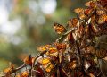 Estudio: La mayor disminución del número de insectos la sufren las especies más comunes