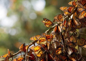 Estudio: La mayor disminución del número de insectos la sufren las especies más comunes