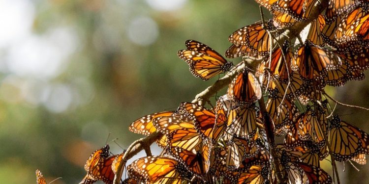 Estudio: La mayor disminución del número de insectos la sufren las especies más comunes