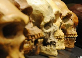 Estudio pone en duda la importancia del consumo de carne en la evolución humana
