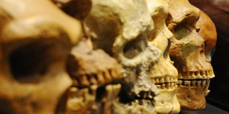Estudio pone en duda la importancia del consumo de carne en la evolución humana