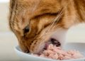 Estudio revela por qué a los gatos les gusta tanto el atún