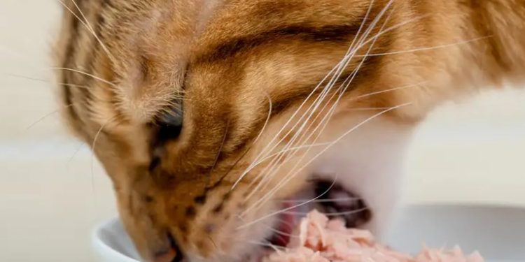 Estudio revela por qué a los gatos les gusta tanto el atún