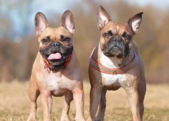 Estudio revela qué razas de perro viven más tiempo que otras