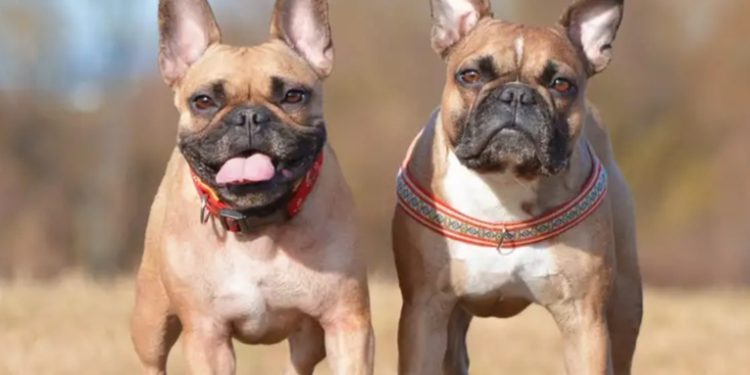 Estudio revela qué razas de perro viven más tiempo que otras