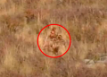 Explican el video de una pareja que dice haber visto y grabado a Pie Grande en EE.UU.