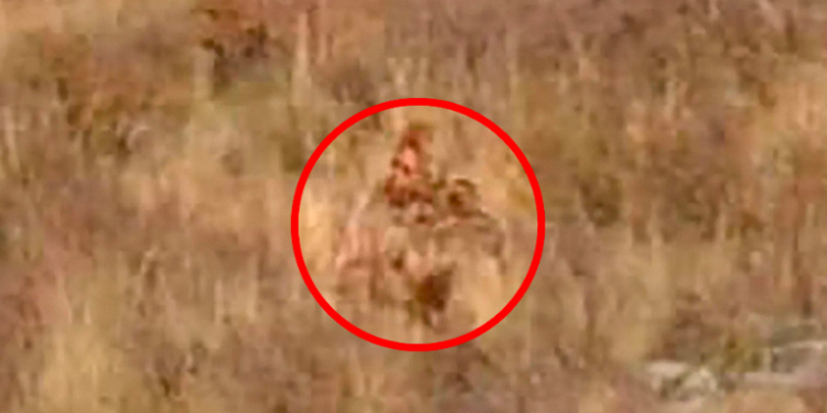 Explican el video de una pareja que dice haber visto y grabado a Pie Grande en EE.UU.