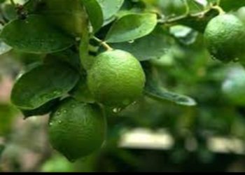 Exportación de aguacate guatemalteco Hass a EE. UU. cerca de concretarse tras certificación sanitaria