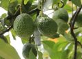 Exportación de Aguacate Hass a EE. UU.: Guatemala Cerca de la Certificación