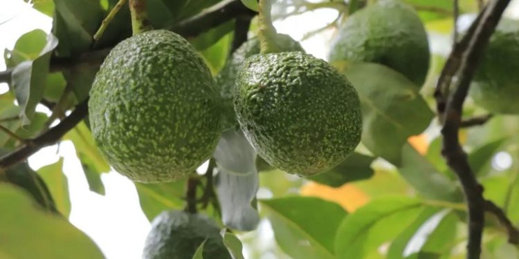 Exportación de Aguacate Hass a EE. UU.: Guatemala Cerca de la Certificación
