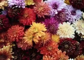Exportaciones de flores y follajes guatemaltecos registran alza del 11%, según AGEXPORT