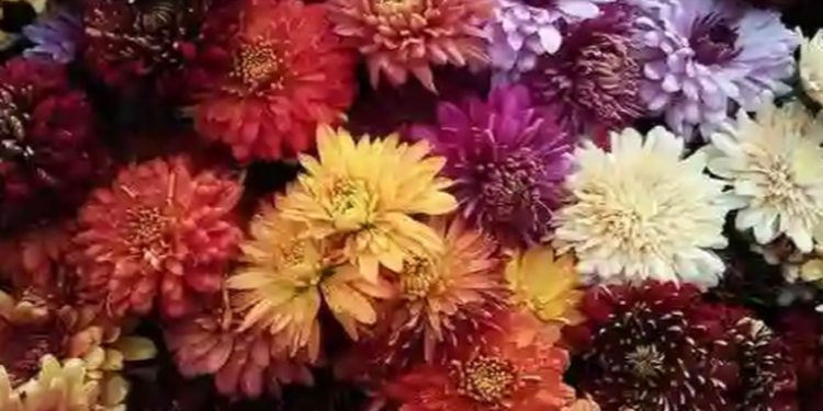 Exportaciones de flores y follajes guatemaltecos registran alza del 11%, según AGEXPORT