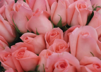 Flores, Chocolate y Artesanía Típica, los Productos Más Solicitados para el Día del Cariño