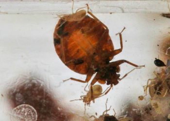 Francia encuentra una presunta huella rusa en la plaga de chinches que invade París