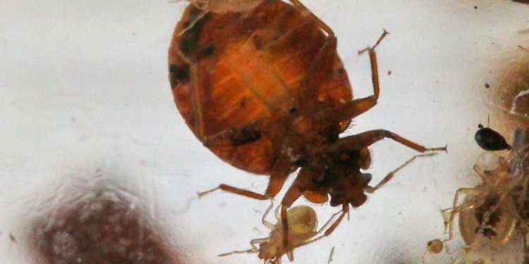 Francia encuentra una presunta huella rusa en la plaga de chinches que invade París