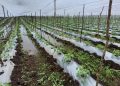 Fuertes lluvias dañan cultivos de maíz, frijol y plátano, reporta el Ministerio de Agricultura