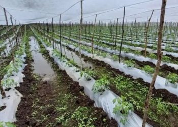 Fuertes lluvias dañan cultivos de maíz, frijol y plátano, reporta el Ministerio de Agricultura