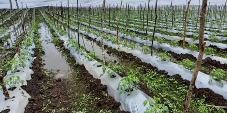 Fuertes lluvias dañan cultivos de maíz, frijol y plátano, reporta el Ministerio de Agricultura