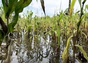 Fuertes lluvias del próximo fin de semana, podrí­an afectar varios cultivos.