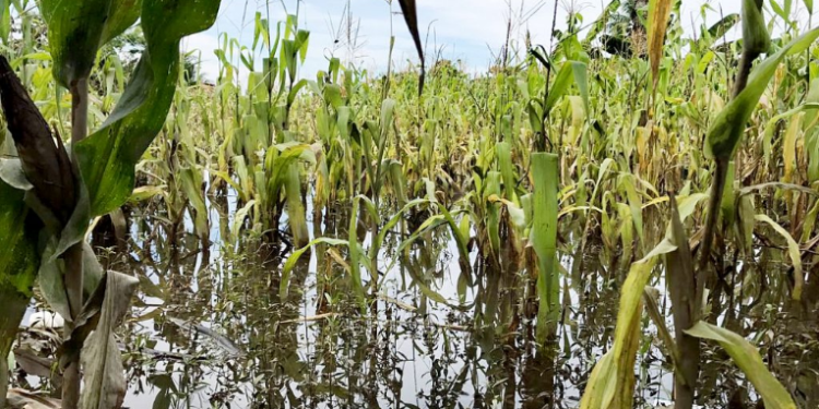 Fuertes lluvias del próximo fin de semana, podrí­an afectar varios cultivos.
