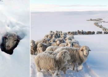 Fuertes nevadas en la Patagonia cubren los animales por completo