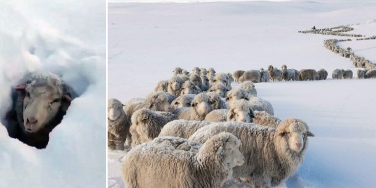 Fuertes nevadas en la Patagonia cubren los animales por completo