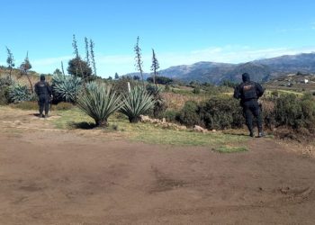 Fuerzas de seguridad erradican más de 100 mil matas de amapola
