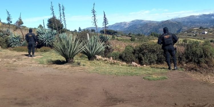Fuerzas de seguridad erradican más de 100 mil matas de amapola