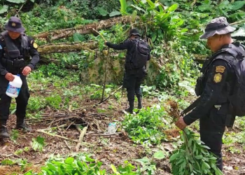 Fuerzas de seguridad erradican más de 168 mil arbustos de hoja coca