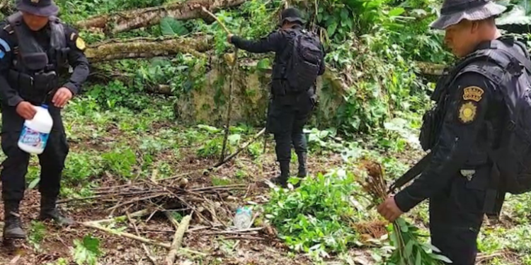 Fuerzas de seguridad erradican más de 168 mil arbustos de hoja coca