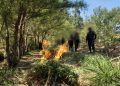 Fuerzas de seguridad erradican más de 370 mil matas de marihuana
