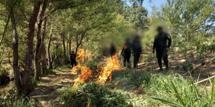 Fuerzas de seguridad erradican más de 370 mil matas de marihuana